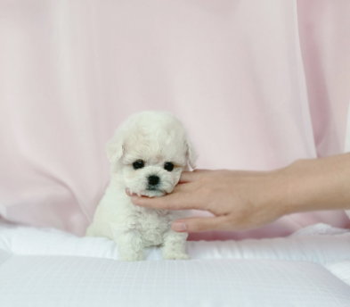 비숑프리제 공주님(페이)(책임분양)